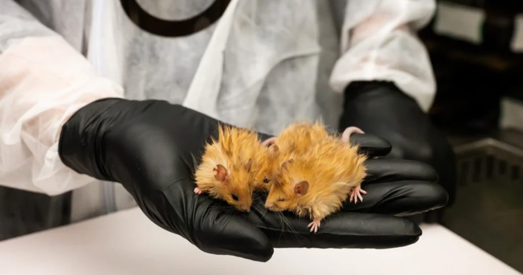 « Woolly Mice » : une percée dans la quête de la dé-extinction