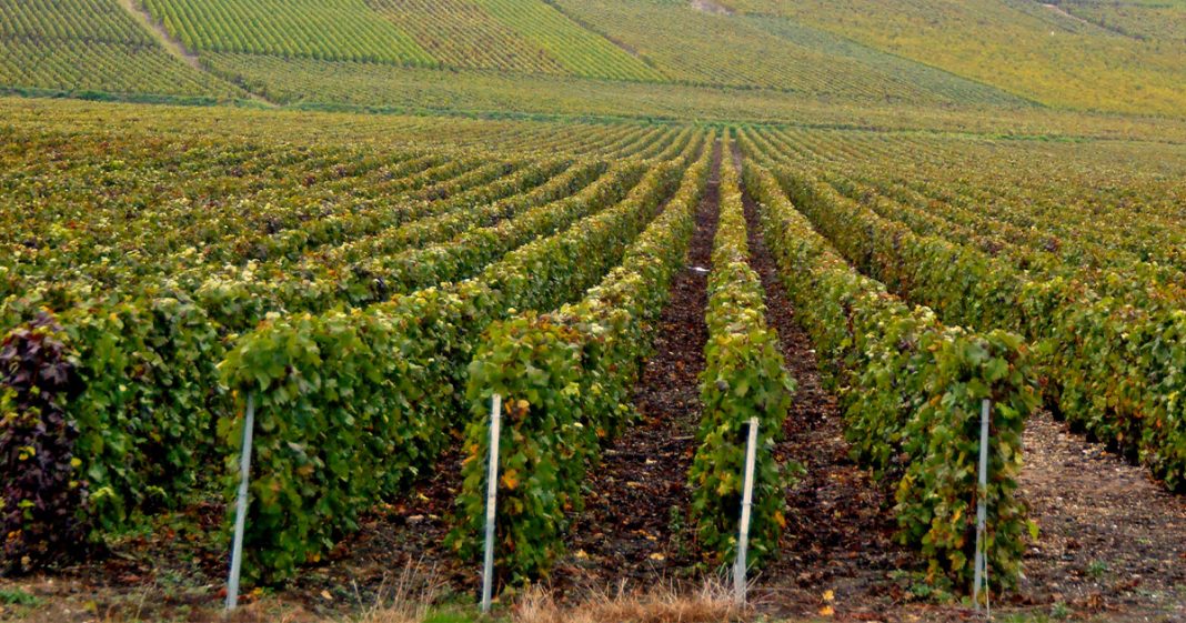 Vignoble Vignoble