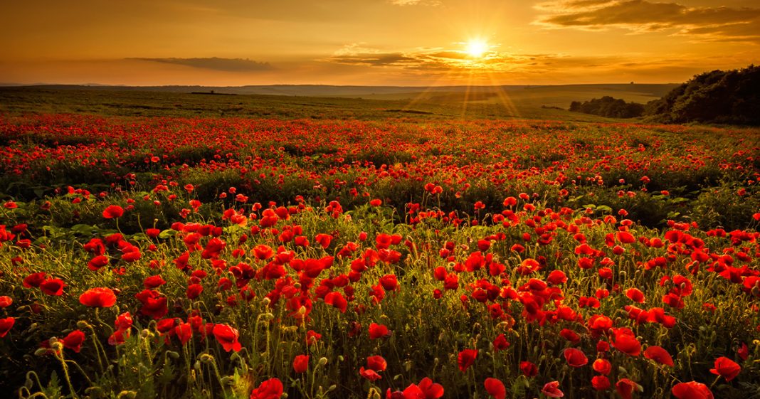 Champ de coquelicots